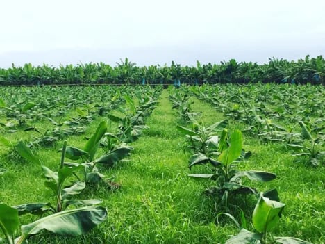Internacional: Retos y oportunidades del sector bananero colombiano