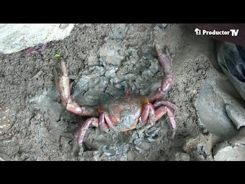 ¿Cómo PESCAR y CAPTURAR CANGREJOS?
