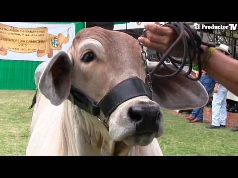 Expoferia Ganadera 2016 - El mejor evento ganadero de ECUADOR