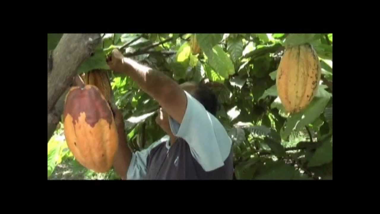 Rehabilitación de Cacao Ecuatoriano | Elproductor.com