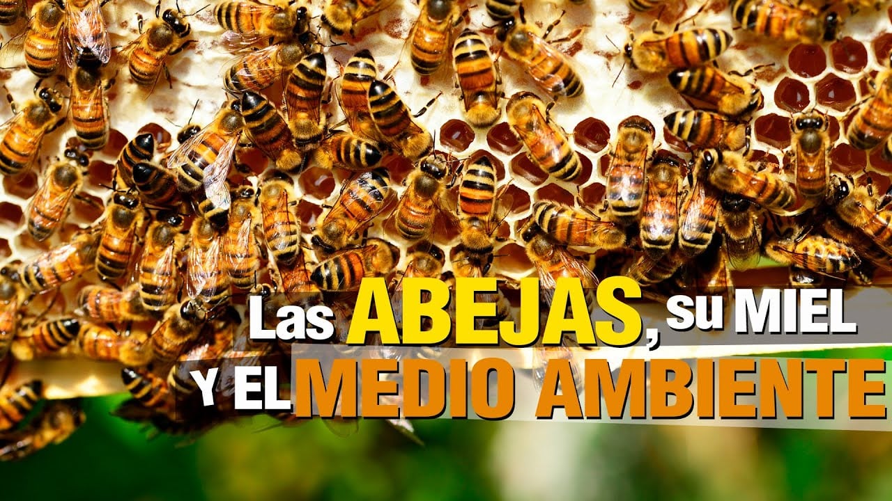 las ABEJAS y su importancia para el plantea!