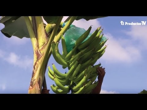 Cómo cultivar PLÁTANO ?