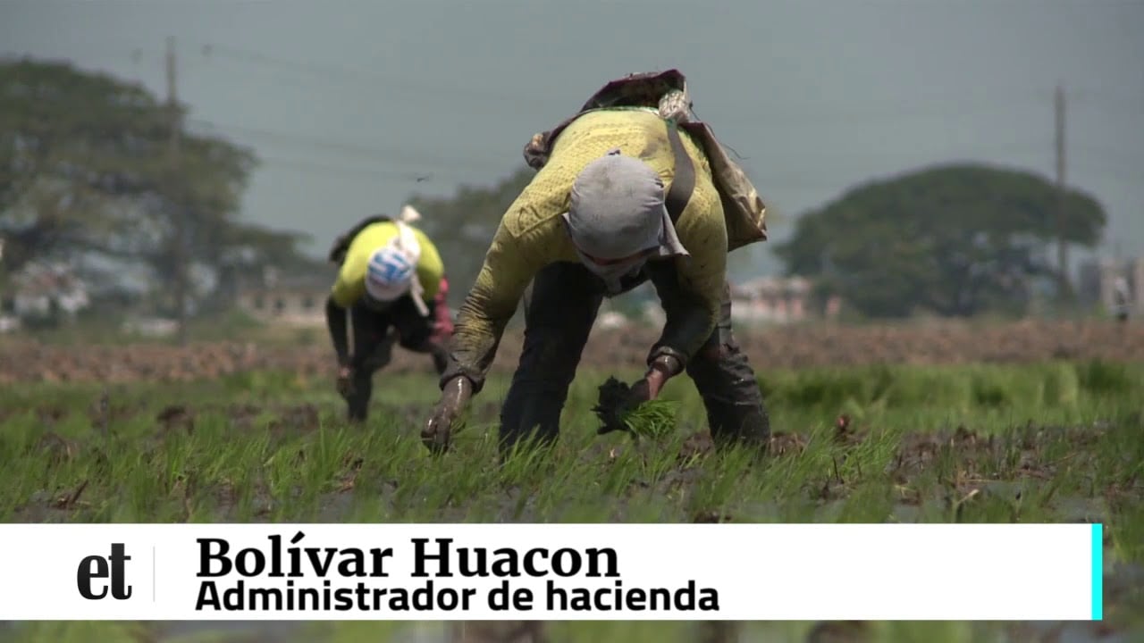 Los arroceros alertan sobre 3 problemas que mantienen en crisis a su sector