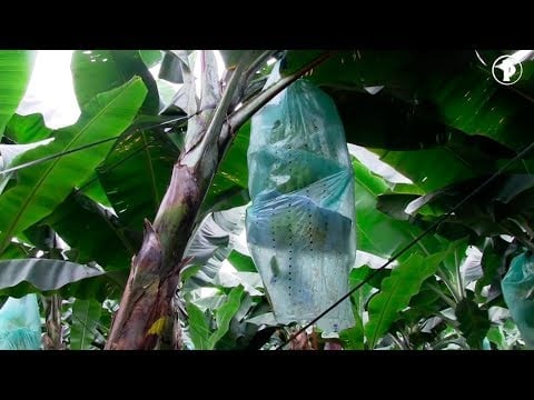 Productos para controlar la SIGATOKA NEGRA | Videos Banano | FMC -…