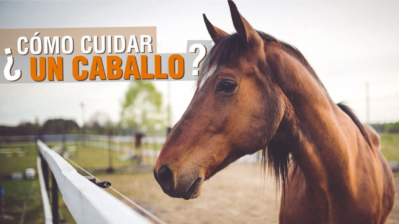 ¿Cómo cuidar y herrar UN CABALLO? | Videos de Caballos