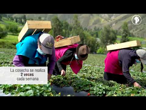 ¿CÓMO CULTIVAR FRUTILLA - FRESA ? PASO A PASO