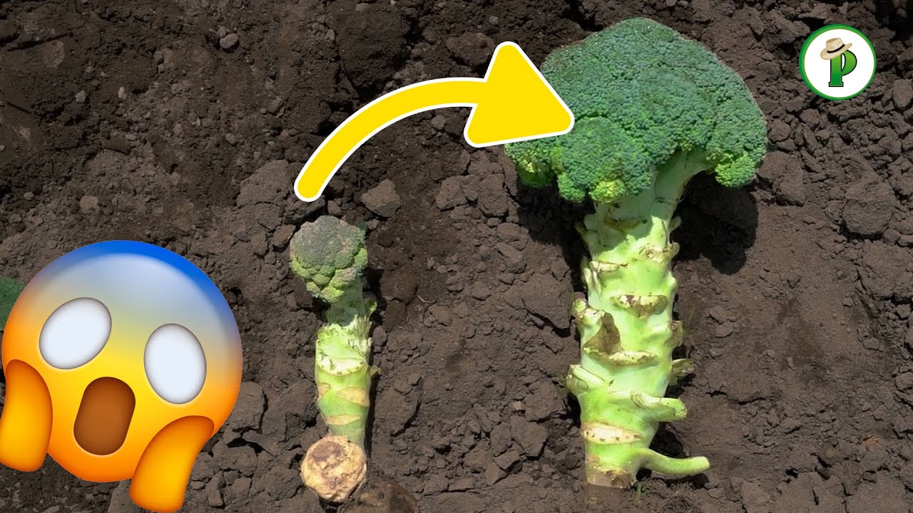 Como AUMENTAR la producción en el cultivo del BRÓCOLI