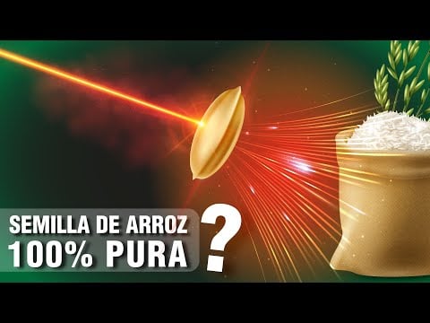 Arroz 100% puro con Nueva Máquina LÁSER, Tecnología Agrícola