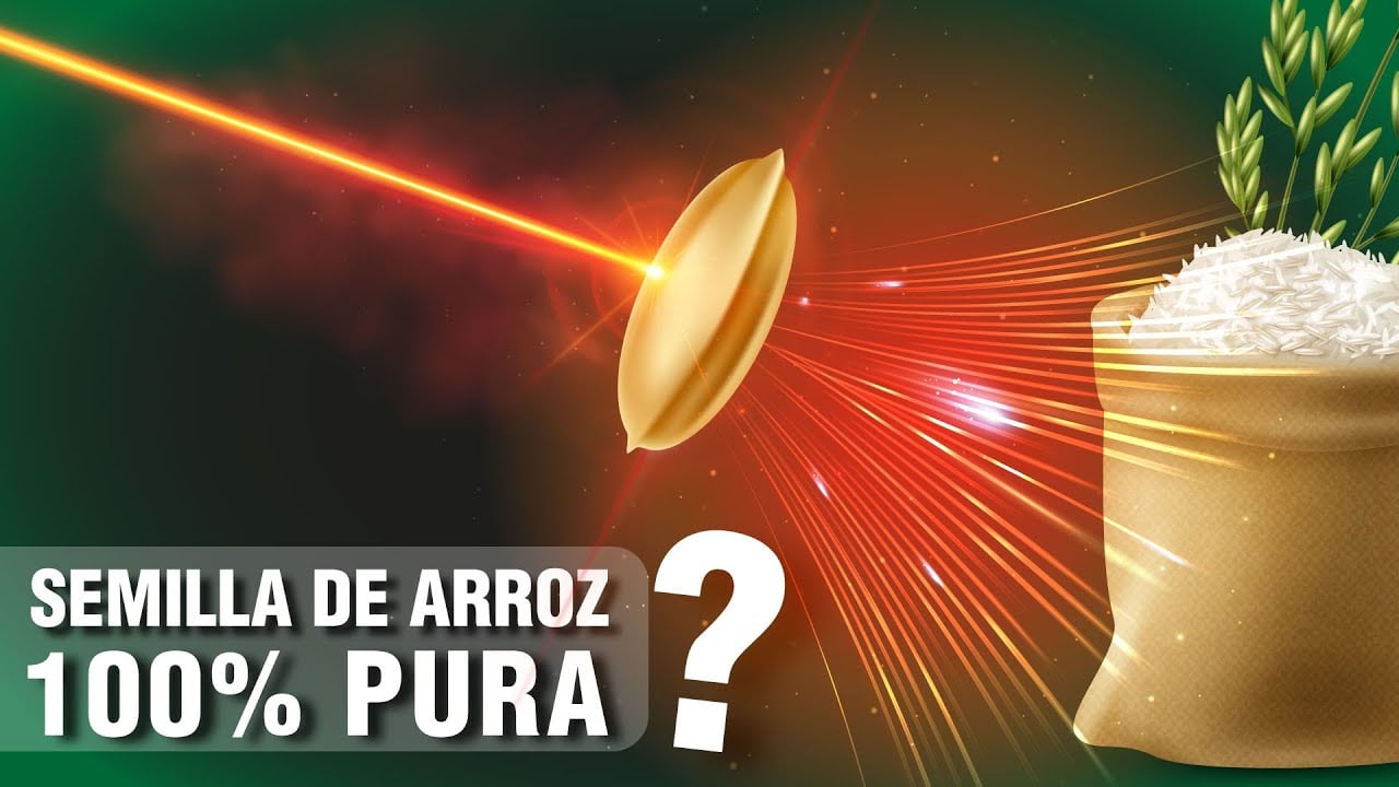 Arroz 100% puro con Nueva Máquina LÁSER, Tecnología Agrícola