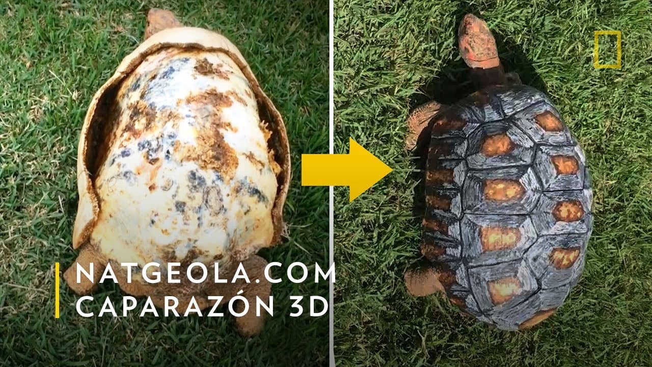 Científicos dotaron de un caparazón impreso en 3D a una tortuga