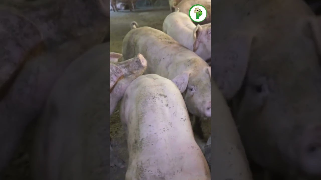 El pesaje de cerdos es clave para una producción eficiente.