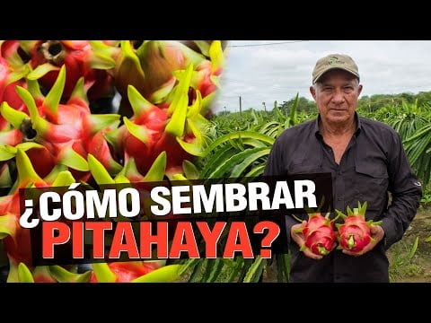 ¿Cómo Sembrar Pitahaya? - La Famosa Dragon Fruit