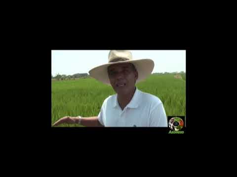 Azolla - Sustituto de la Úrea | Elproductor.com