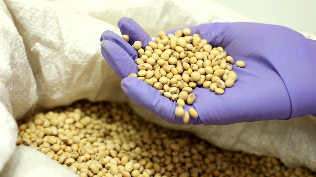 Cómo almacenar una semilla de calidad en su finca