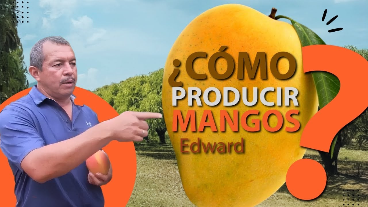 ¿Cómo sembrar Mango Edward?