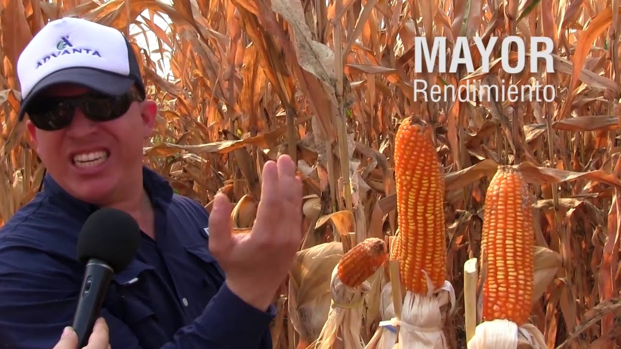 Nuevo Híbrido de MAÍZ llega a Ecuador