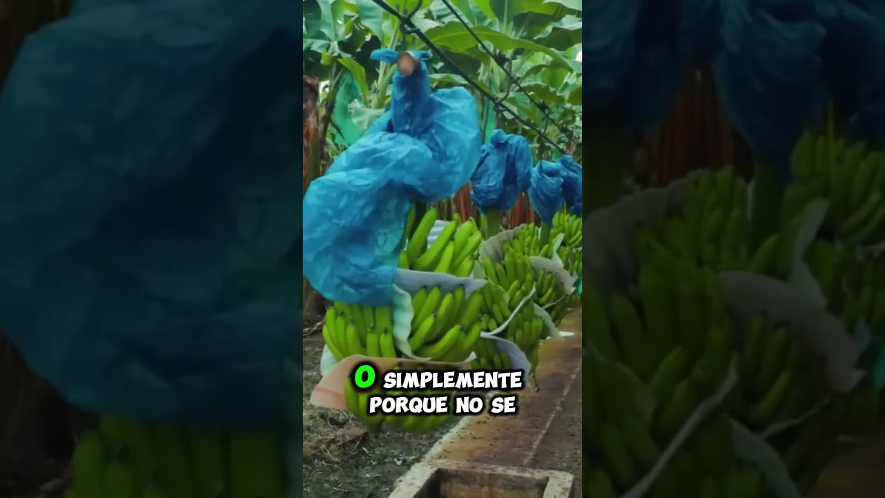 ¡Deformaciones en el Banano Te Hacen Perder Dinero! Descúbrelo