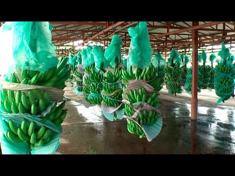 Situación Actual del Sector Bananero en Ecuador