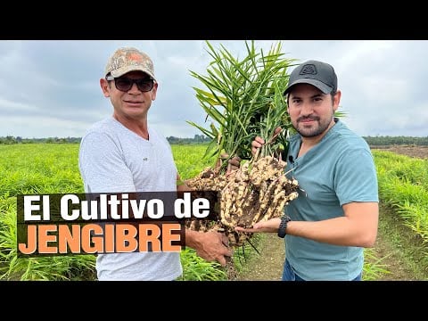 El Jengibre - ¿Cómo ganar $1000 USD mensuales con 1 hectárea?