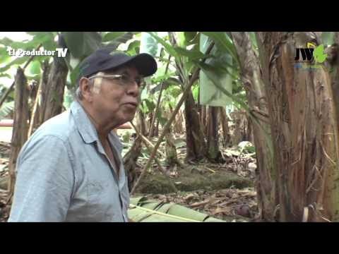 BIOTECNOLOGÍA EN BANANO