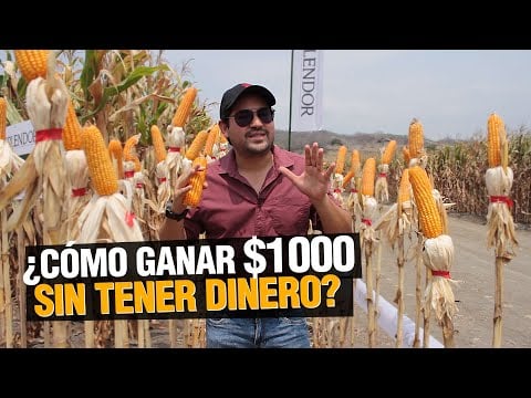 ¿ Cómo GANAR $1000 dólares x hectárea sin tener dinero ?