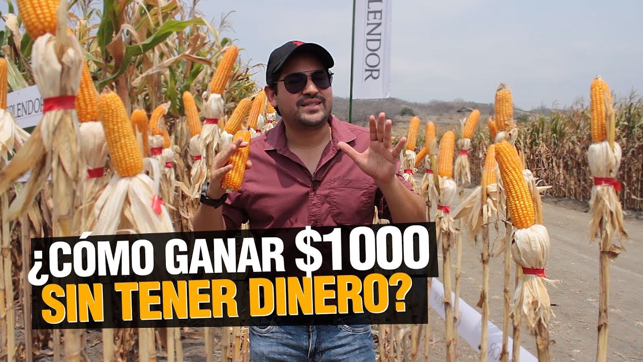 ¿ Cómo GANAR $1000 dólares x hectárea sin tener dinero ?
