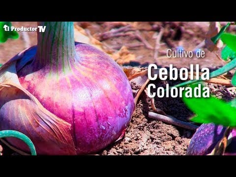 ¿Cómo producir Cebolla?