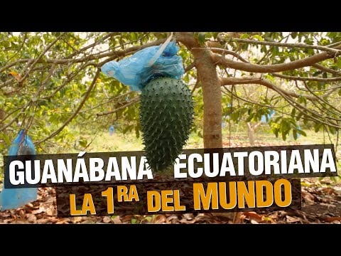 ¿Qué tan RENTABLE es el cultivo de Guanábana ?