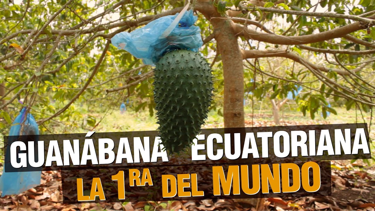 ¿Qué tan RENTABLE es el cultivo de Guanábana ?