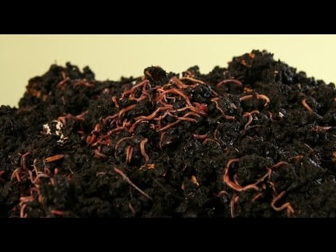 ¿CÓMO PRODUCIR HUMUS DE LOMBRIZ / Abono ORGÁNICO?
