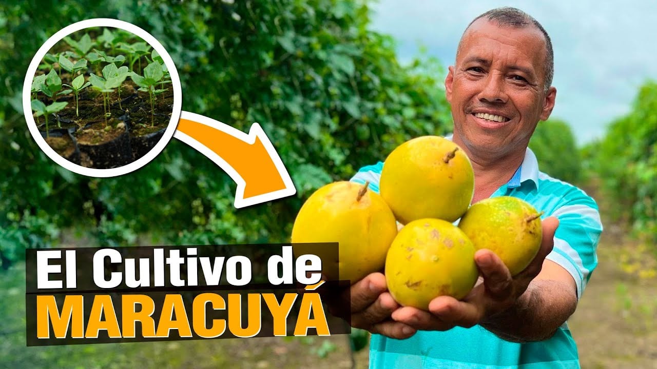 ¿Cómo GANAR HASTA $300 SEMANALES con Maracuyá?