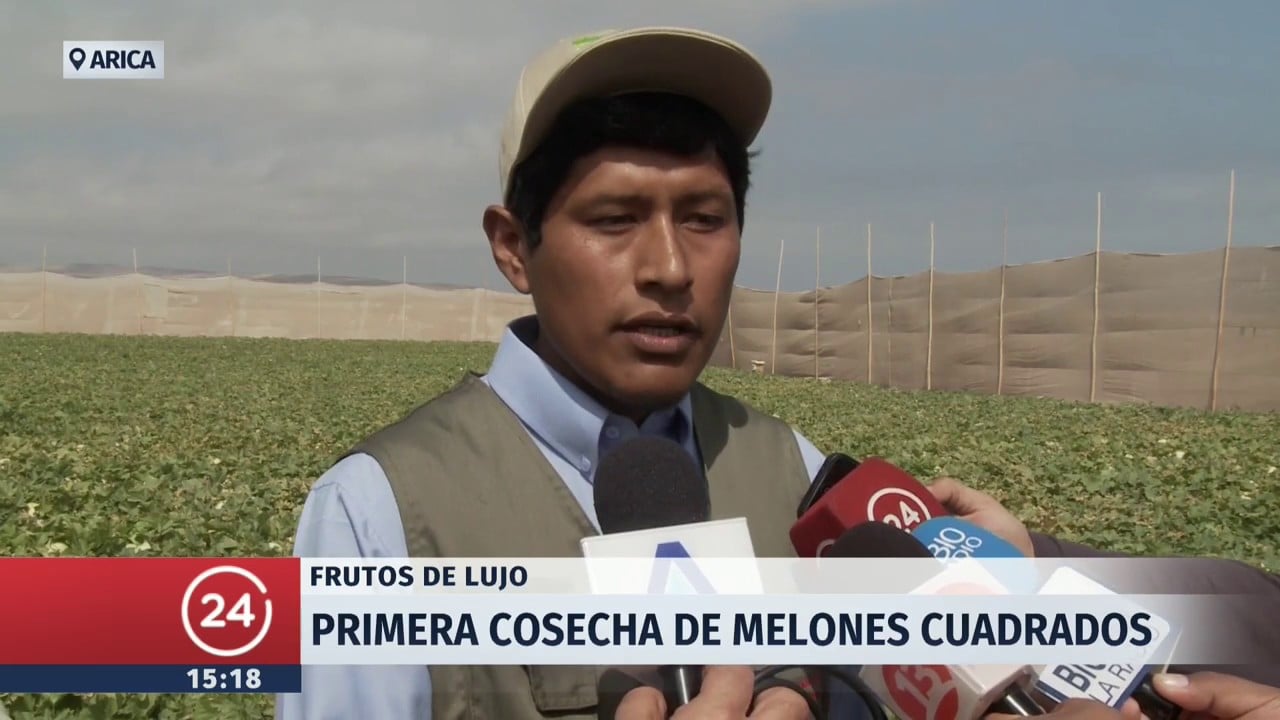 Chile: En Arica cosechan primera siembra de melón tuna “cuadrado”