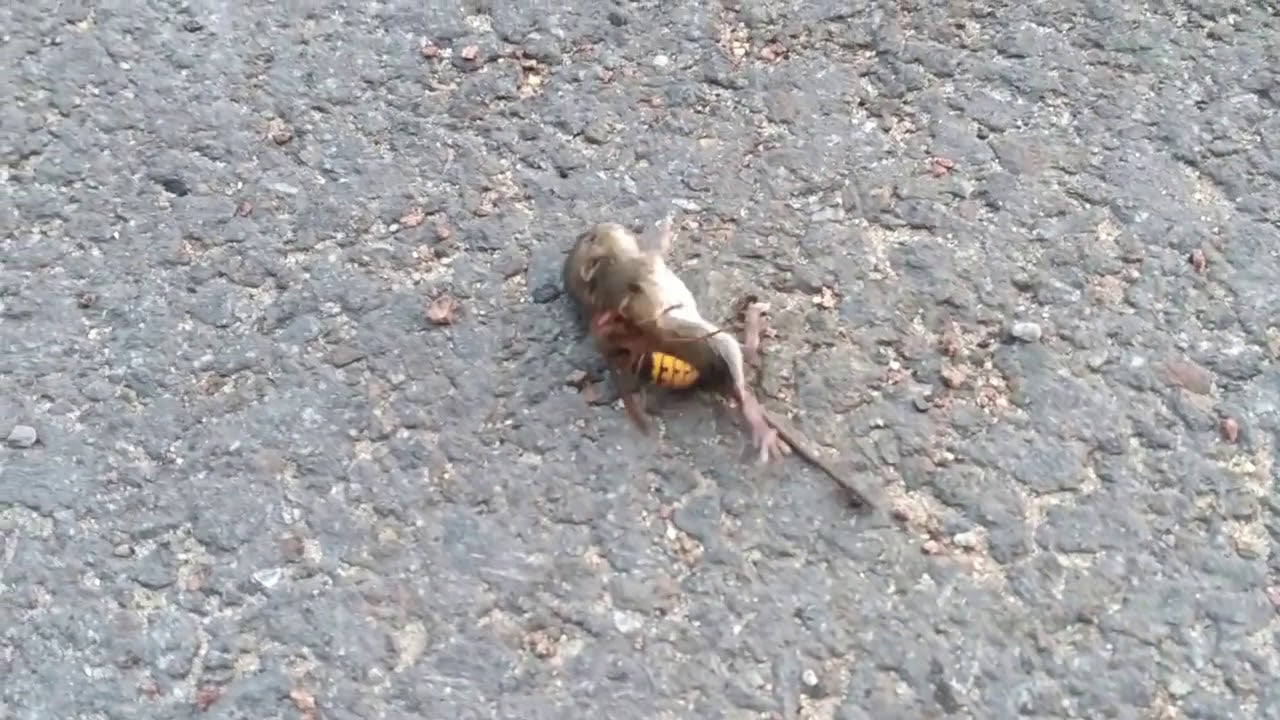 Avispones representan una amenaza para las abejas