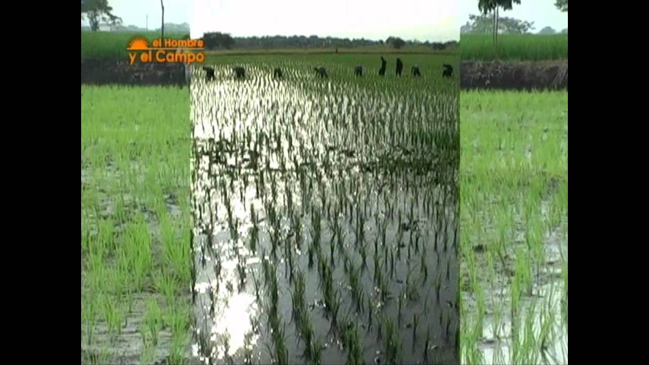 Semilla Certificada de Arroz en Ecuador | Periódico ElProductor.com