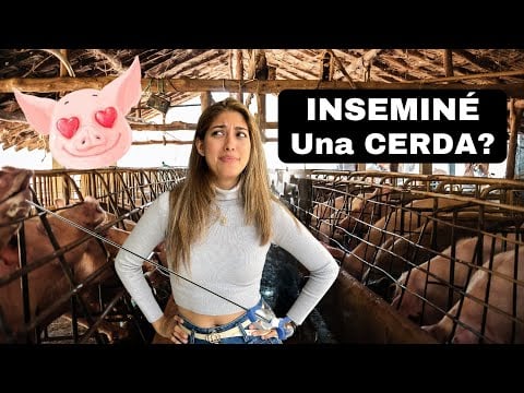 ¿Inseminar un cerdo de manera virtual? ¿Es posible?