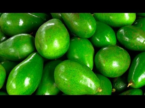 El Cultivo de Aguacate o PALTA