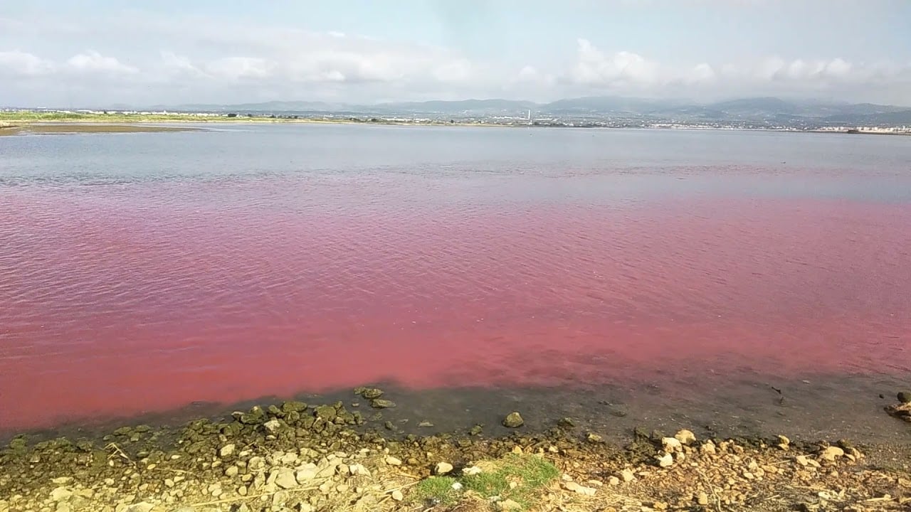 España: Teñir las aguas de riego para estudiar el impacto de los pesticidas en el cultivo de bivalvos en el Delta