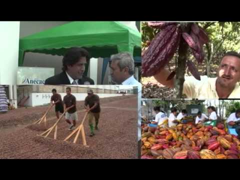 Mercado de cacao en Ecuador | Elproductor.com