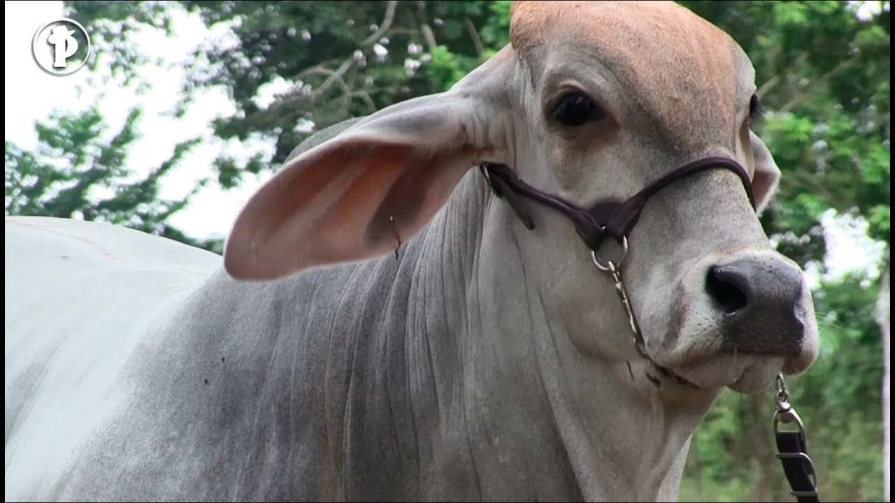 CaracterÍsticas del Ganado BRAHMAN