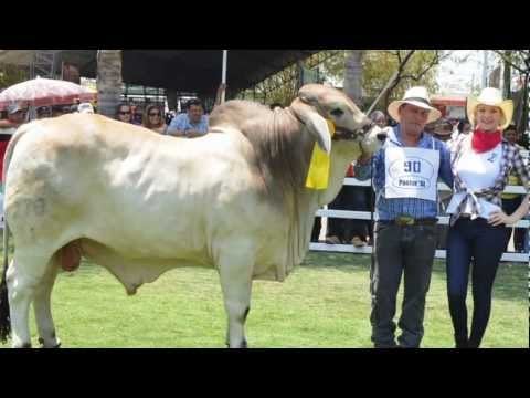 Asamblea Mundial Brahman 2013 Ecuador