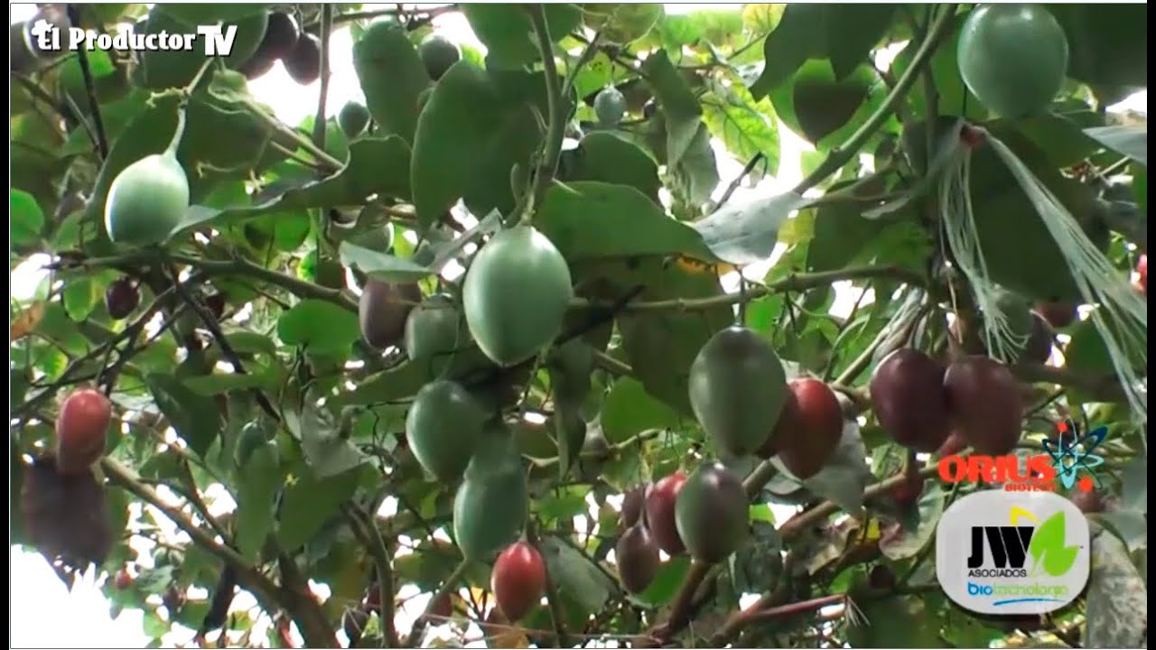 ¿CÓMO CULTIVAR TOMATE DE ARBOL / TAMARILLO?
