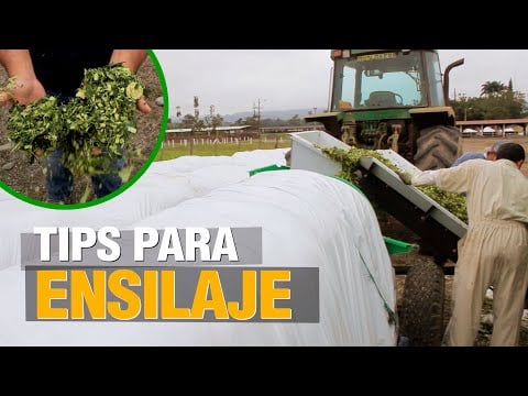 TIPS para un buen Ensilaje de Maíz