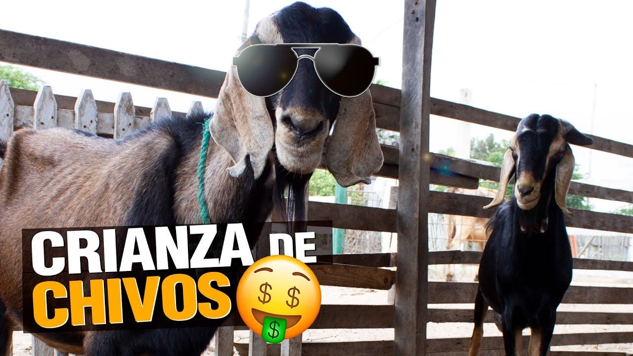 Empezar Negocio de Chivos y Cabras! Paso a Paso