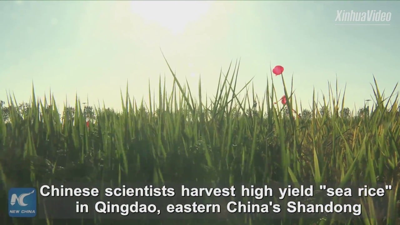 Científicos chinos logran producir arroz en agua salada y confían en alimentar con él a 200 millones de personas