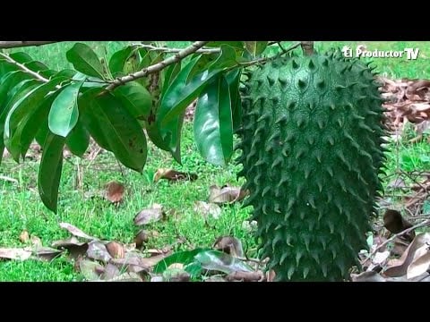 El Cultivo de GUANÁBANA