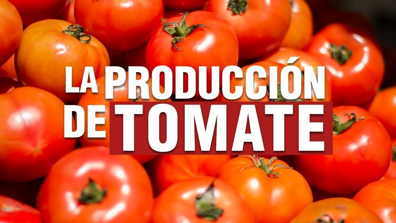 El Cultivo de TOMATE ? - Paso a Paso
