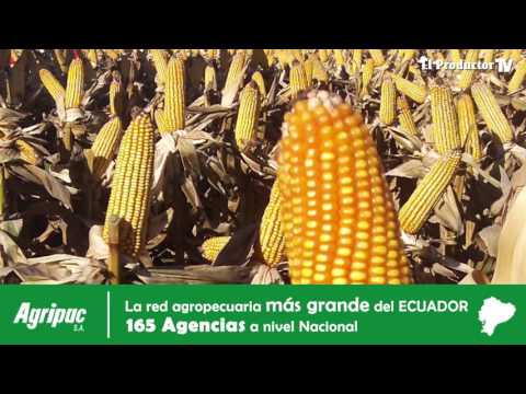 ¿Qué es la Bolsa ELECTRÓNICA de Productos Agropecuarios?