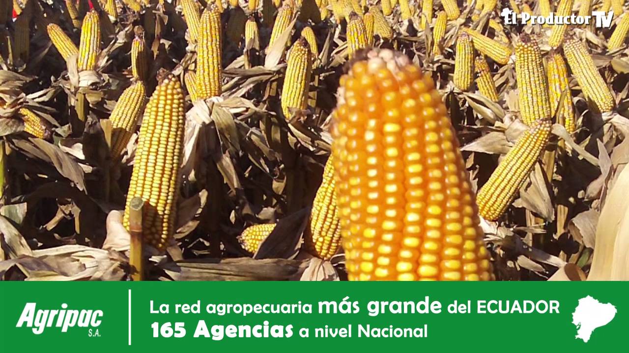 ¿Qué es la Bolsa ELECTRÓNICA de Productos Agropecuarios?