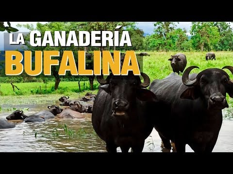¿Cómo criar BÚFALOS? - Buffalo Milk Tips