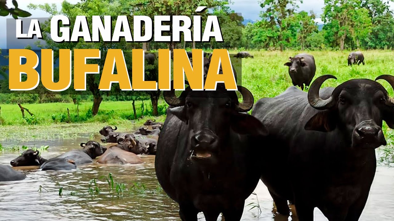 ¿Cómo criar BÚFALOS? - Buffalo Milk Tips